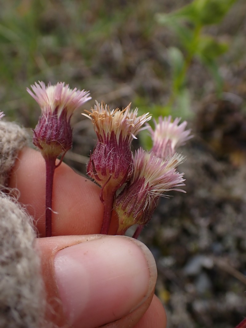 Erigeron acris subsp. kamtschaticus photo 3