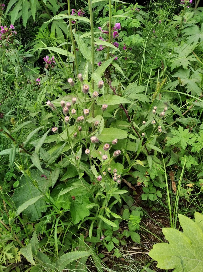 Erigeron acris subsp. kamtschaticus photo 4
