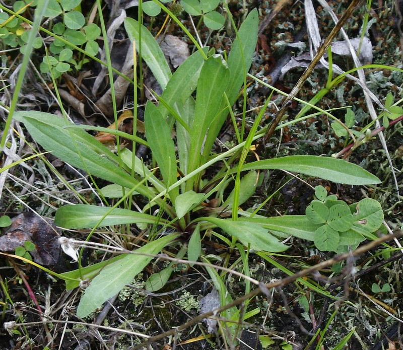 Erigeron acris subsp. kamtschaticus photo 5