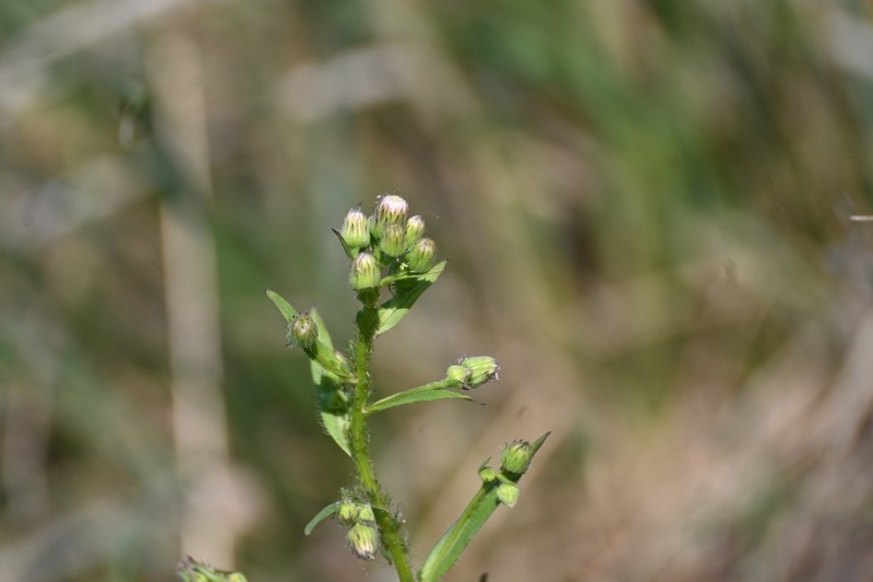 Erigeron acris subsp. kamtschaticus photo 6