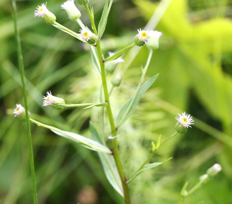 Erigeron acris subsp. kamtschaticus photo 7