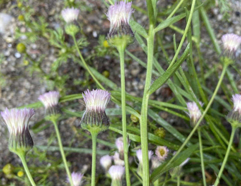 Erigeron acris subsp. kamtschaticus photo 8