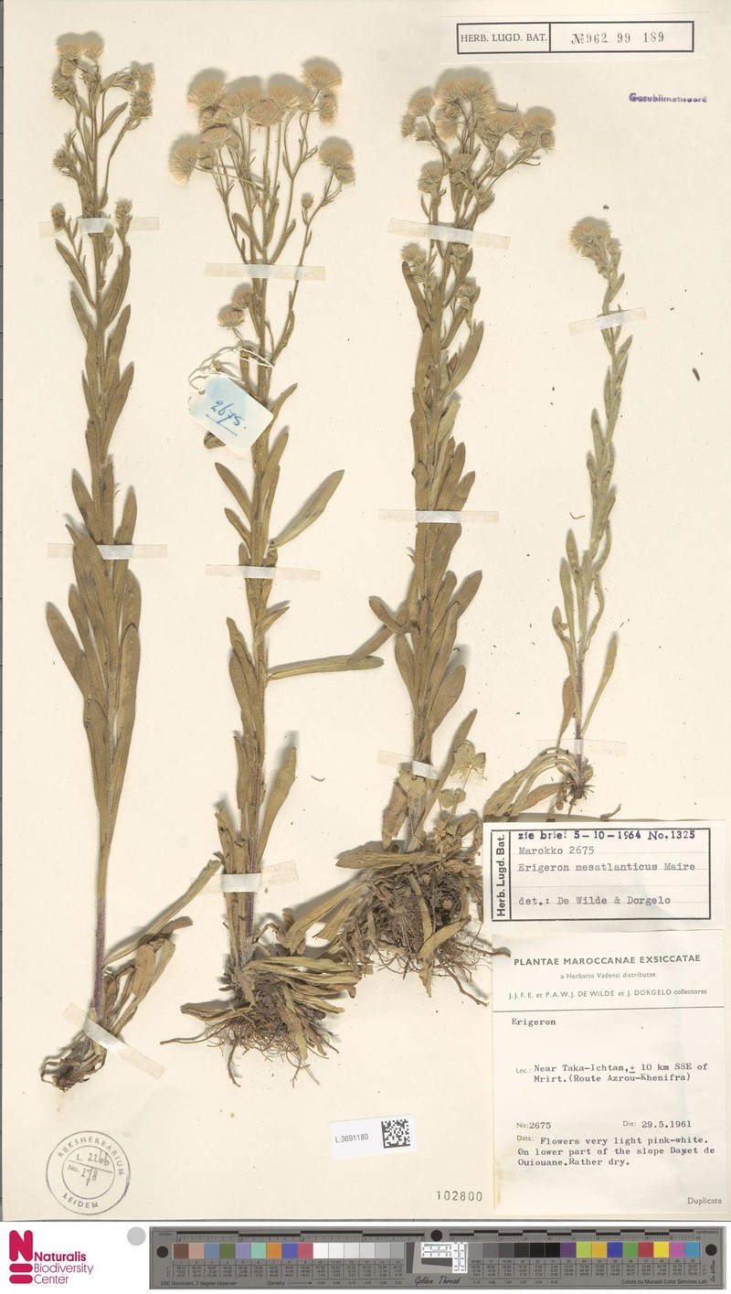 Erigeron acris subsp. mesatlanticus photo 2