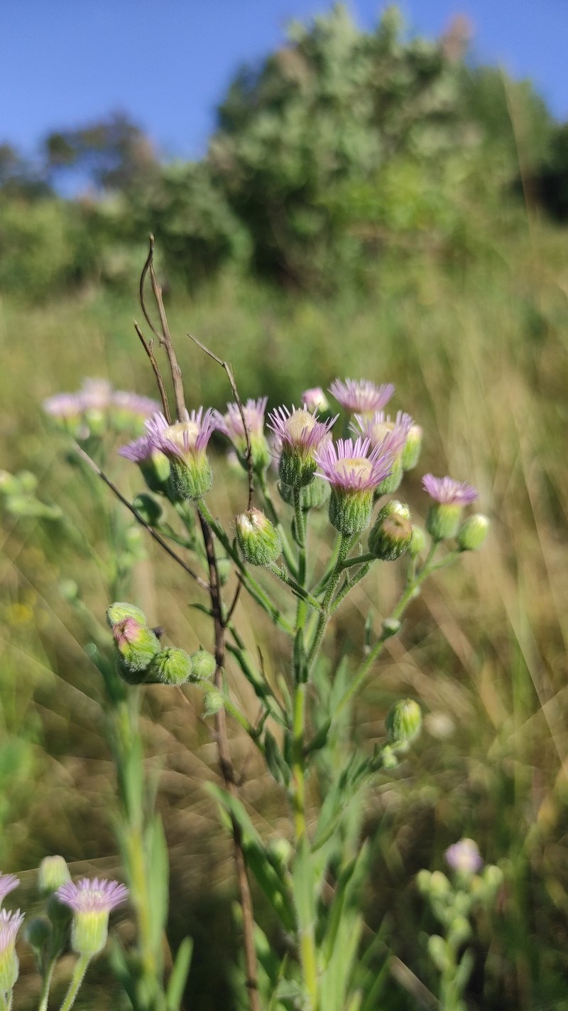 Erigeron acris subsp. podolicus