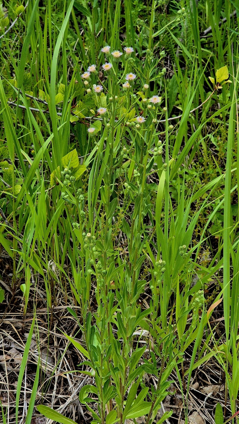 Erigeron acris subsp. podolicus photo 2