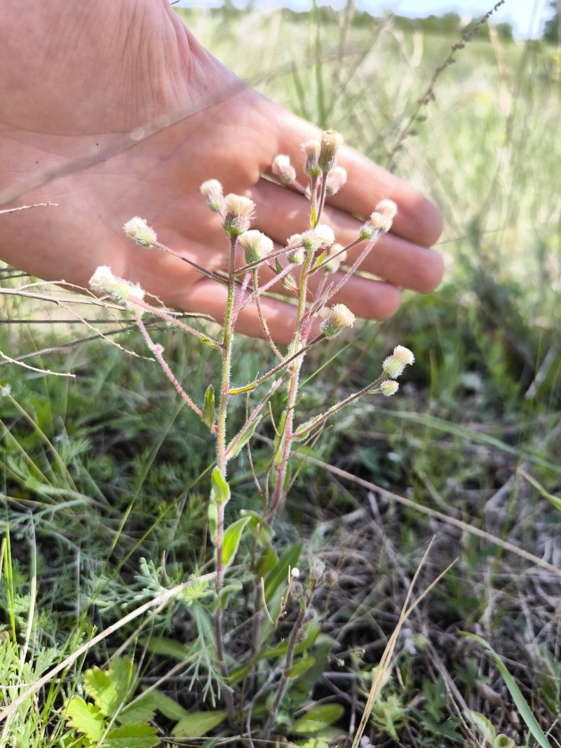 Erigeron acris subsp. podolicus photo 5