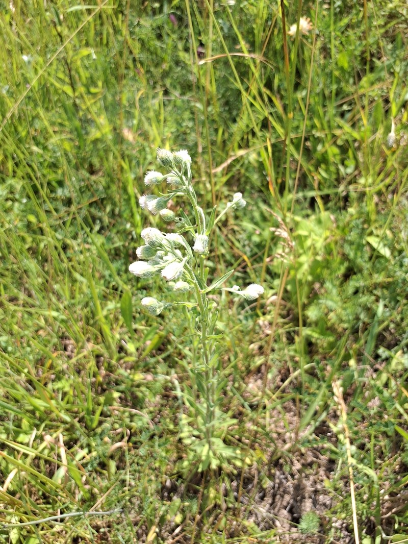 Erigeron acris subsp. podolicus photo 6