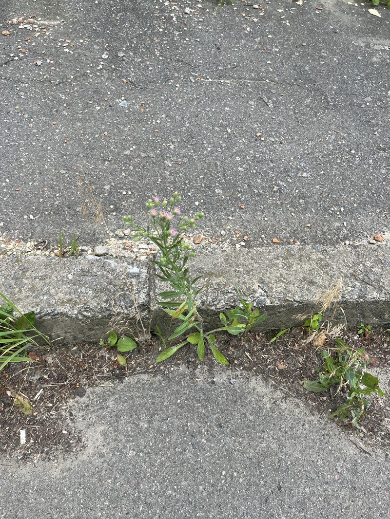 Erigeron acris subsp. podolicus photo 7