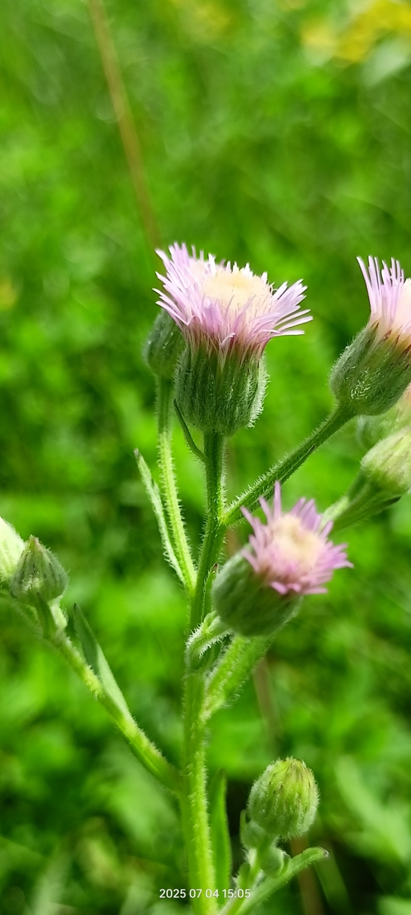 Erigeron acris subsp. podolicus photo 8
