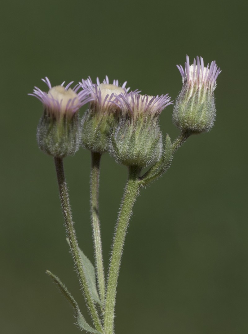 Erigeron acris subsp. pycnotrichus