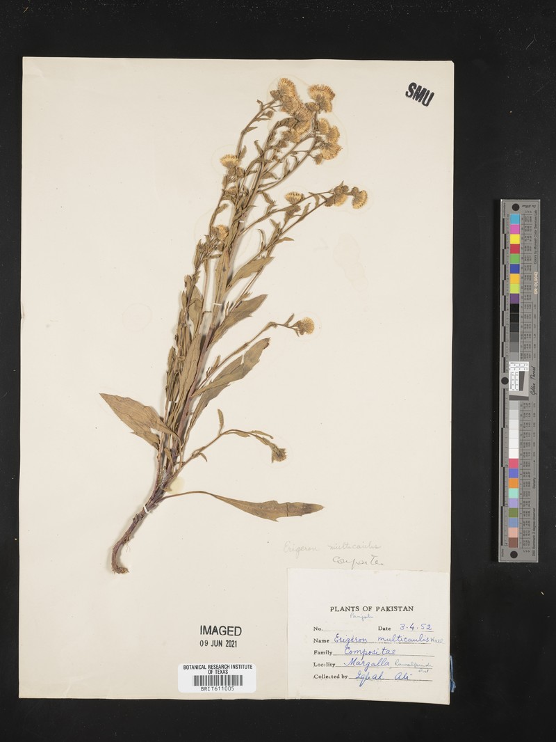 Erigeron acris var. multicaulis