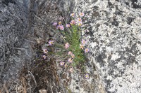 Hall's Fleabane