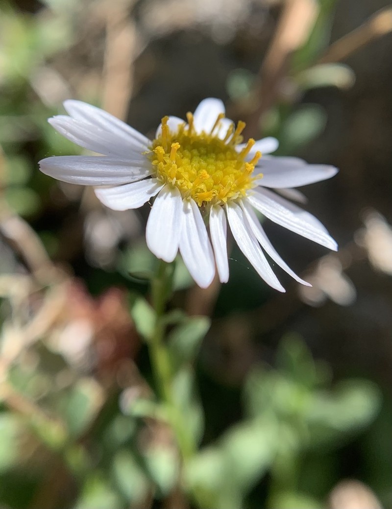 Hall's Fleabane photo 5