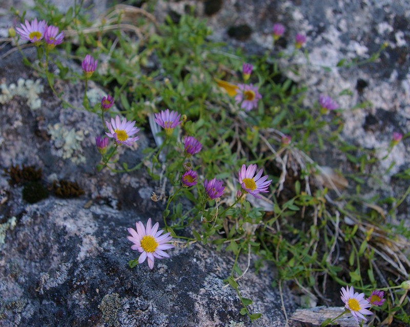 Hall's Fleabane photo 6