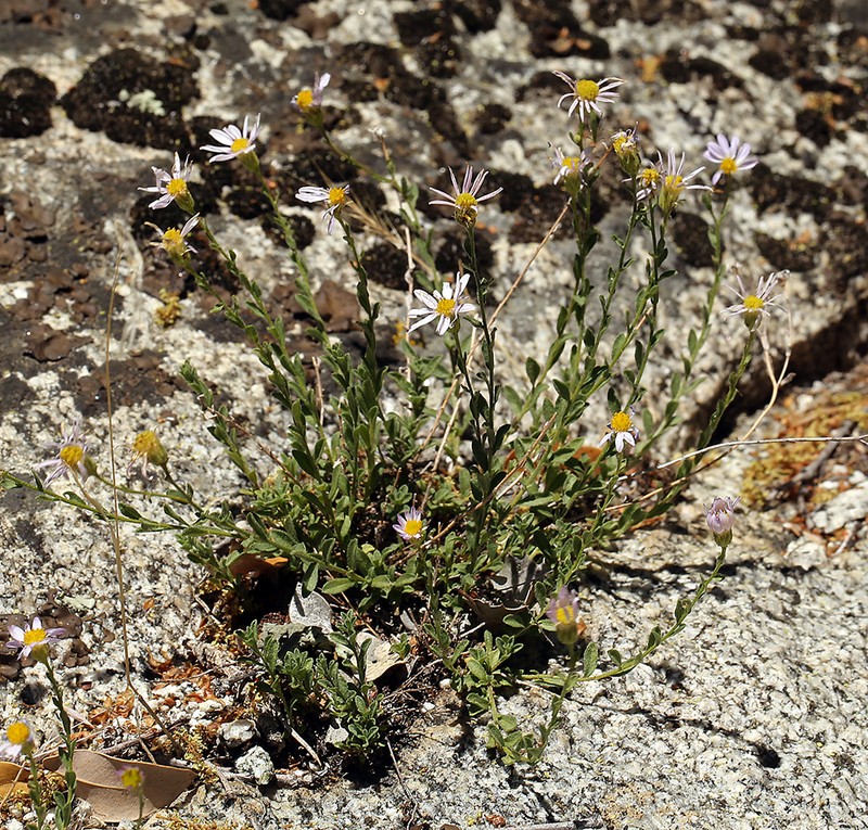 Hall's Fleabane photo 7