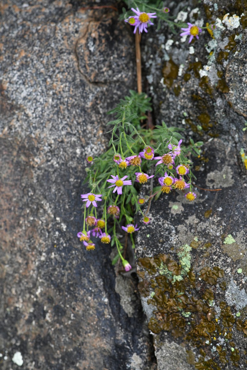 Hall's Fleabane photo 8