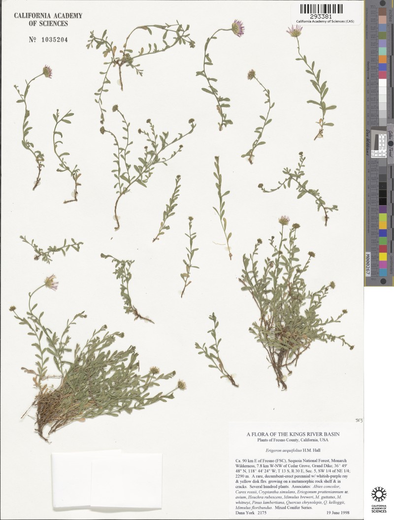 Hall's Fleabane