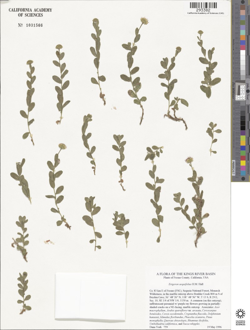 Hall's Fleabane photo 2