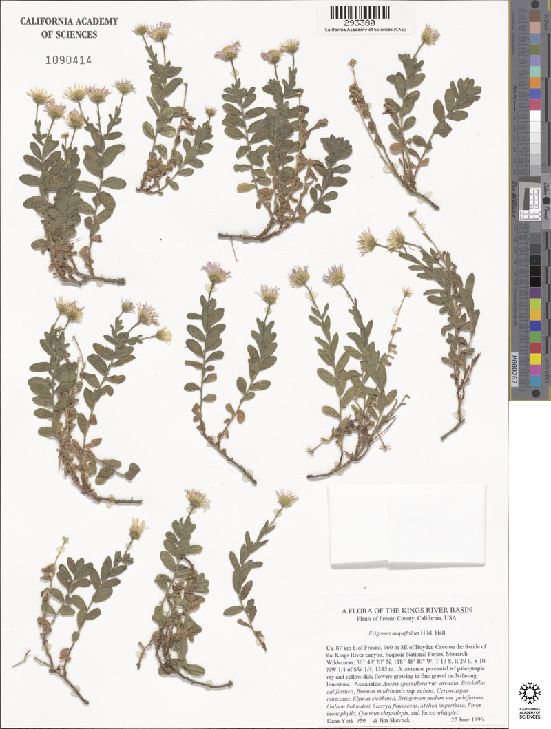 Hall's Fleabane photo 3