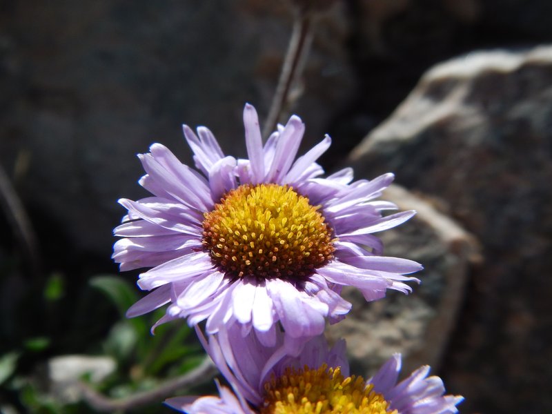 Stalked Fleabane