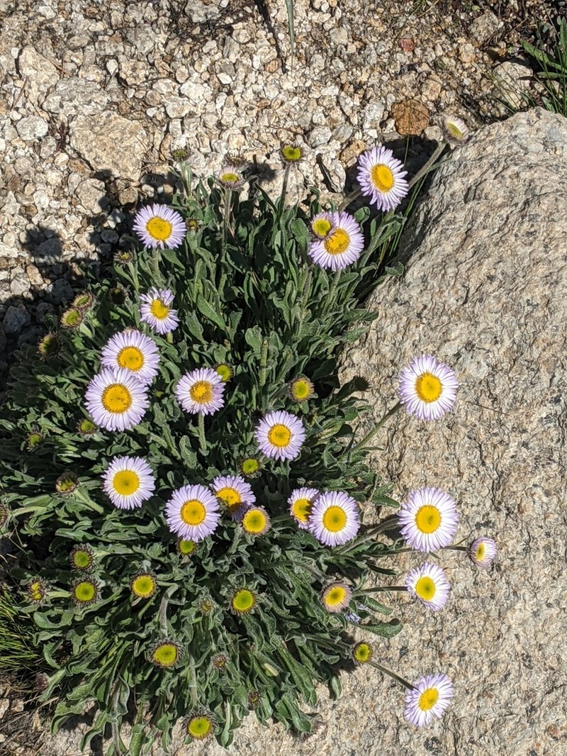 Stalked Fleabane