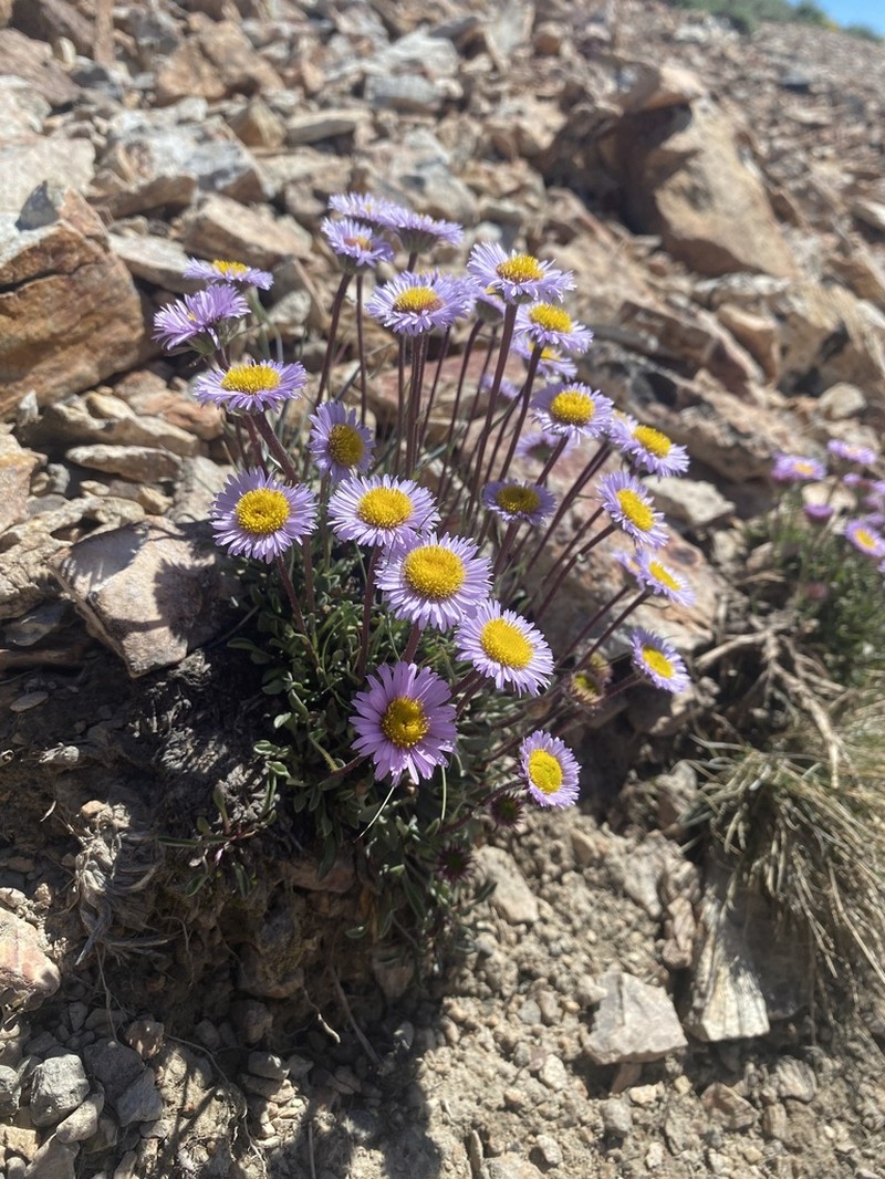 Stalked Fleabane photo 2