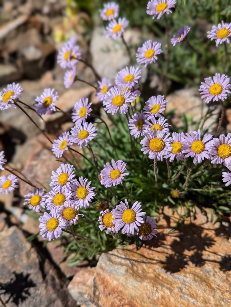 Stalked Fleabane photo 3