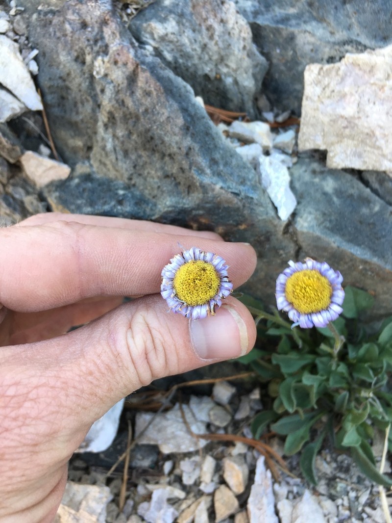 Stalked Fleabane photo 4