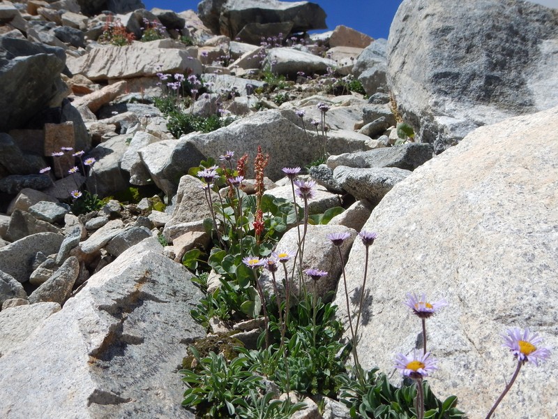 Stalked Fleabane photo 5