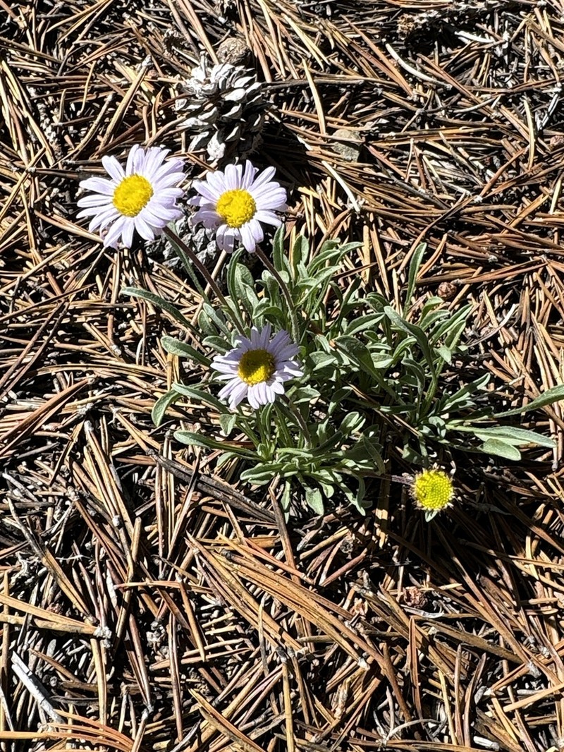 Stalked Fleabane photo 6