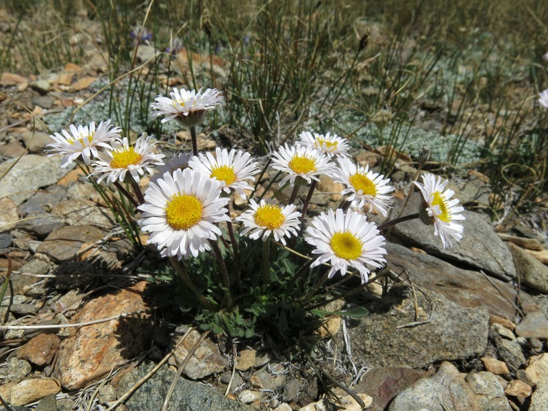 Stalked Fleabane photo 7