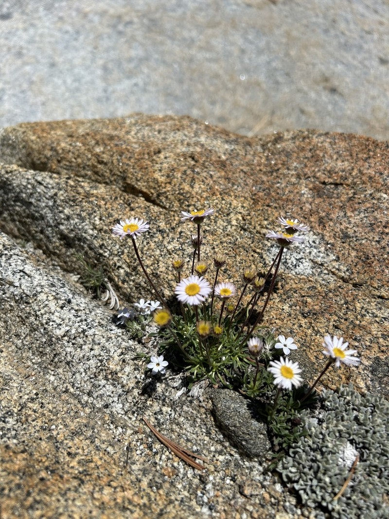 Stalked Fleabane photo 8