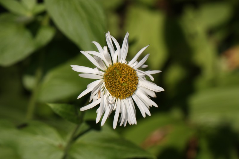 Alice Eastwood's Fleabane