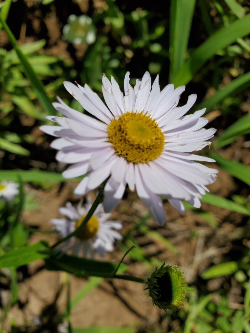 Alice Eastwood's Fleabane