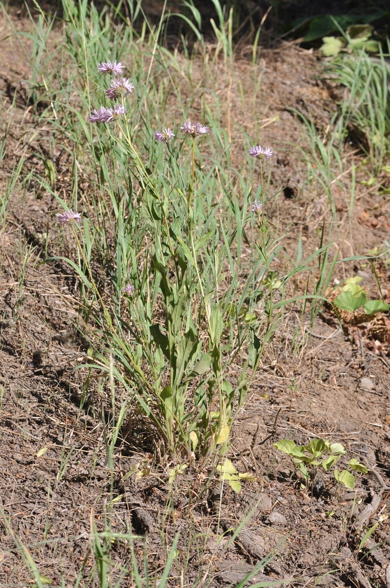 Alice Eastwood's Fleabane photo 2