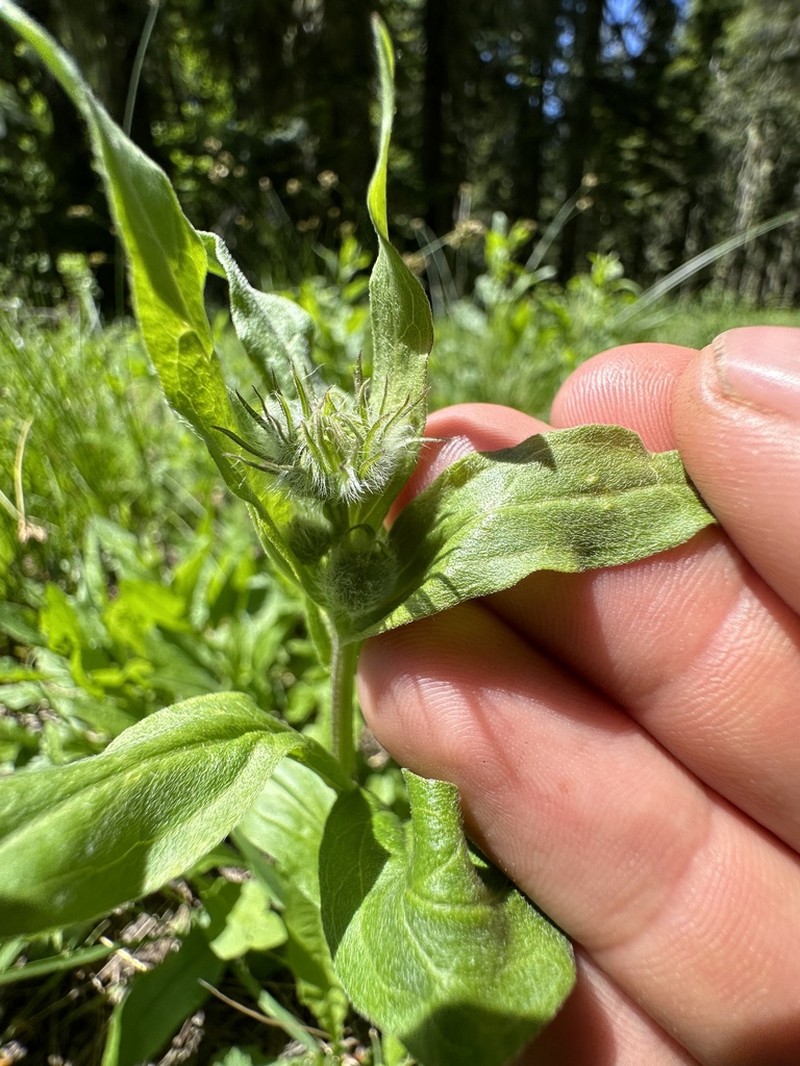 Alice Eastwood's Fleabane photo 3