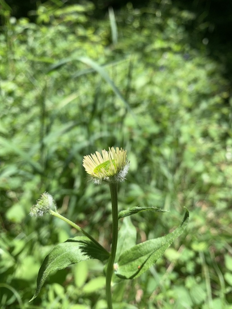 Alice Eastwood's Fleabane photo 4