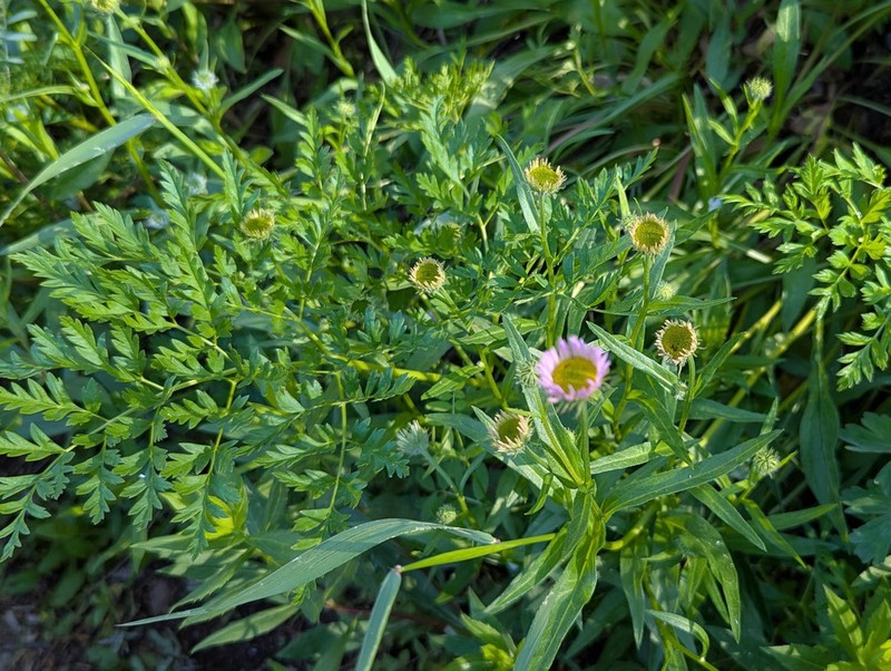Alice Eastwood's Fleabane photo 5