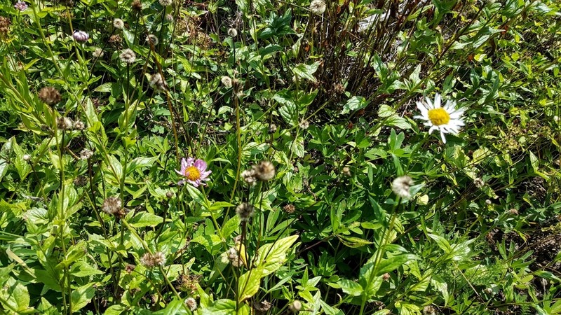 Alice Eastwood's Fleabane photo 6
