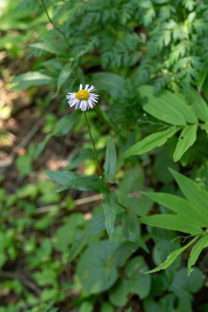 Alice Eastwood's Fleabane photo 7