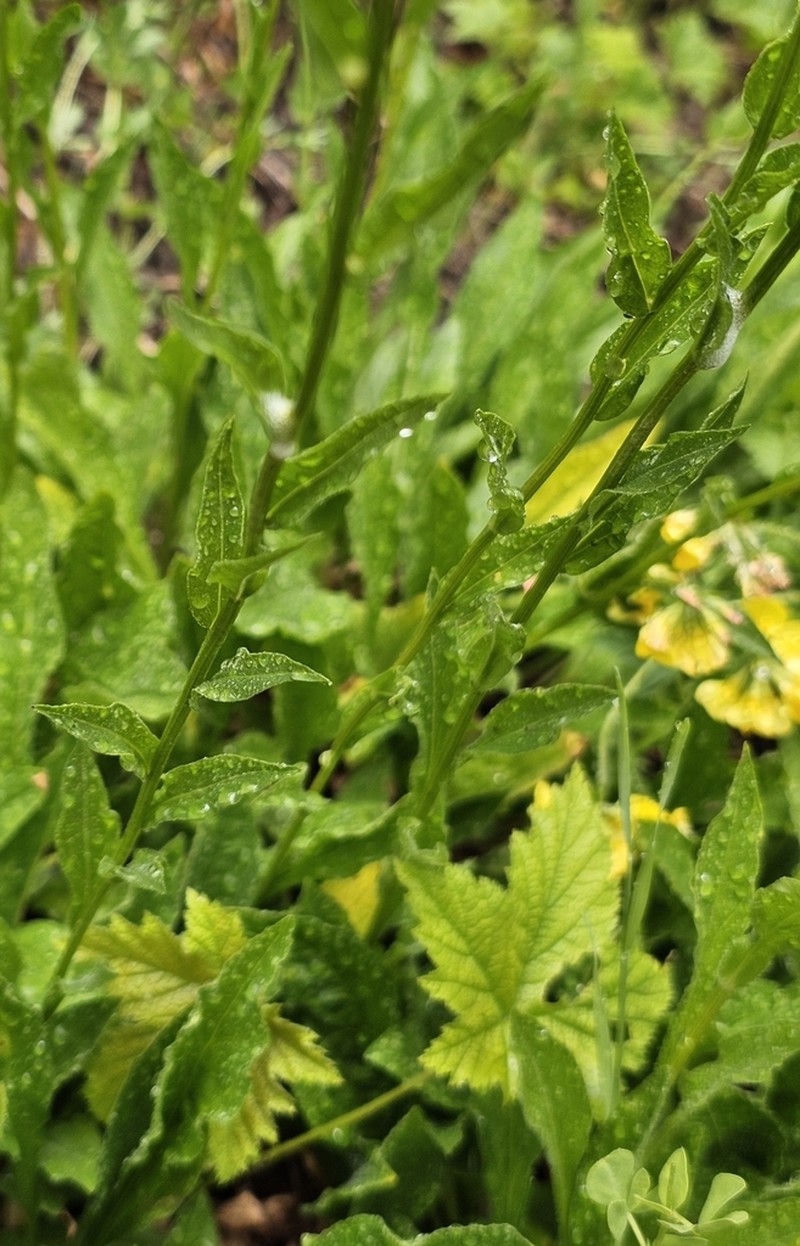Alice Eastwood's Fleabane photo 8