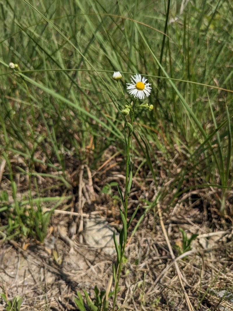 Erigeron allisonii photo 2