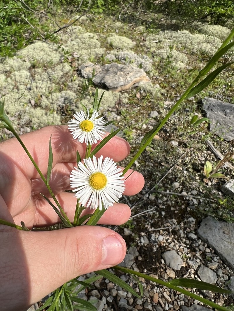 Erigeron allisonii photo 3