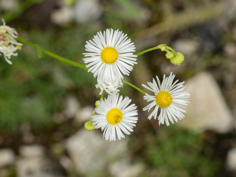 Erigeron allisonii photo 4