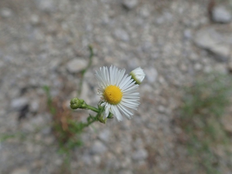 Erigeron allisonii photo 5