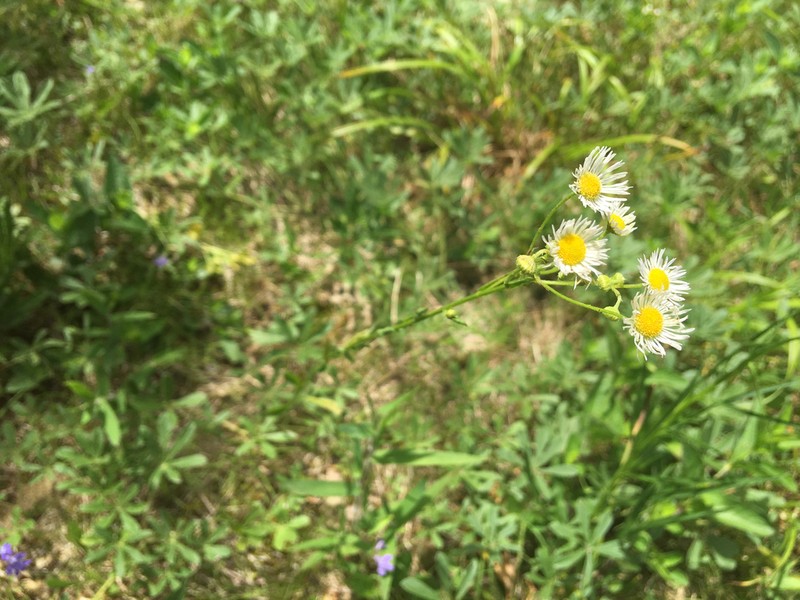 Erigeron allisonii photo 6
