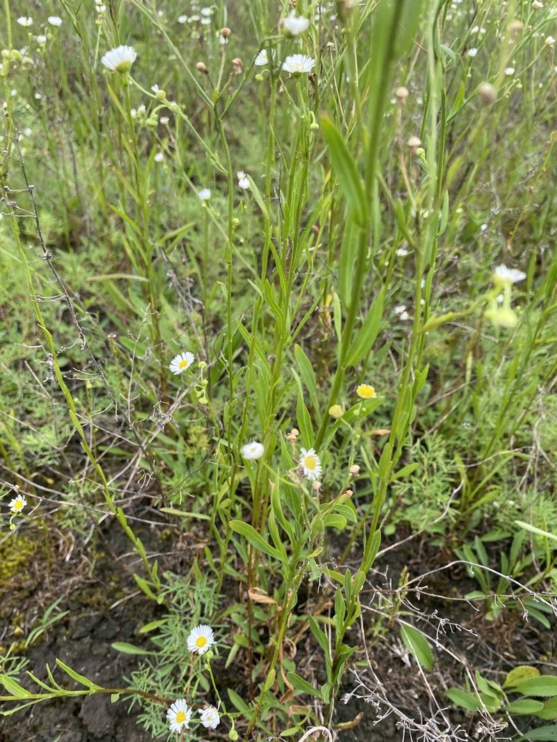 Erigeron allisonii photo 7
