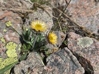 Erigeron allochrous