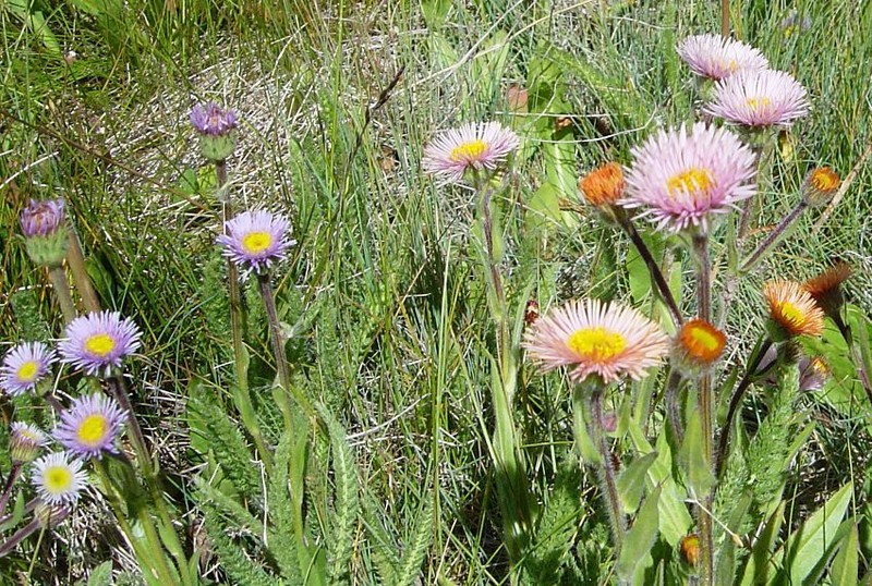 Erigeron allochrous photo 2