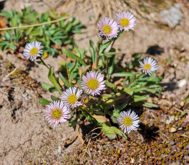 Erigeron allochrous photo 3